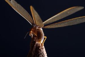 Eine Libelle ist auf dem Termitenhügel gelandet