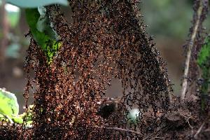 Gemeinsam Stark: Die Ameisen-Armee