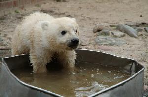 Eisbären sind Wasserfreunde