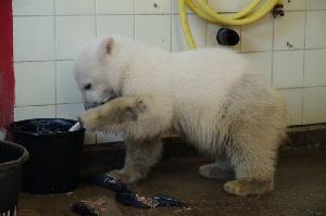 Knut hat Neugier und Hunger