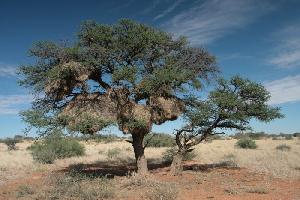 Ein Baum bietet Schatten in der Wüstensonne